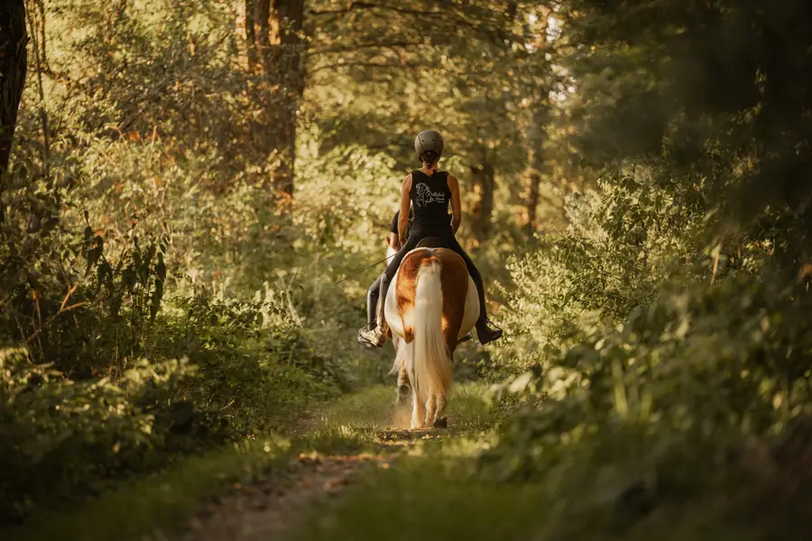 Eine Reiterin auf einem Pony auf einem Waldweg im Gegenlicht.