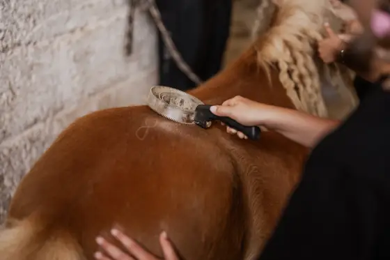 Ein Striegel wird über das Fell eines Ponys geführt.